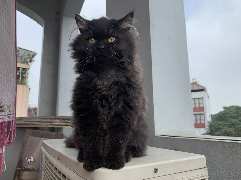 Mèo Anh Lông Dài Màu Đen: Tổng quan, giá bán, chăm sóc 3