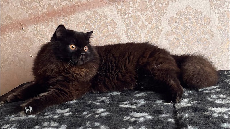 Mèo Anh Lông Dài Màu Đen: Tổng quan, giá bán, chăm sóc 11