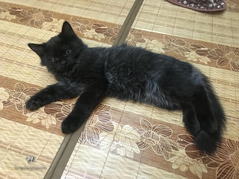 Mèo Anh Lông Dài Màu Đen: Tổng quan, giá bán, chăm sóc 13