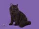 Mèo Anh Lông Dài Màu Đen: Tổng quan, giá bán, chăm sóc 15