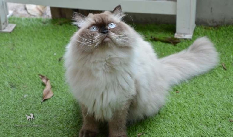 Mèo Anh Lông Dài Màu Hyma: Tổng quan, giá bán, cách chăm sóc 1