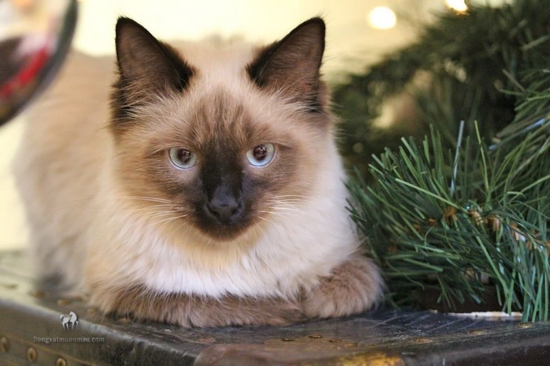 Mèo Anh Lông Dài Màu Hyma: Tổng quan, giá bán, cách chăm sóc 11