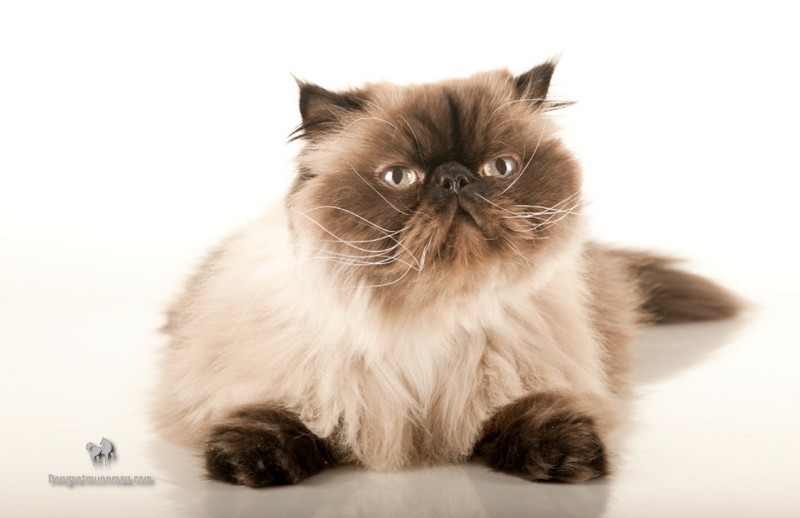 Mèo Anh Lông Dài Màu Hyma: Tổng quan, giá bán, cách chăm sóc 9