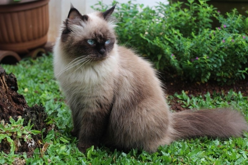 Mèo Anh Lông Dài Màu Hyma: Tổng quan, giá bán, cách chăm sóc 7
