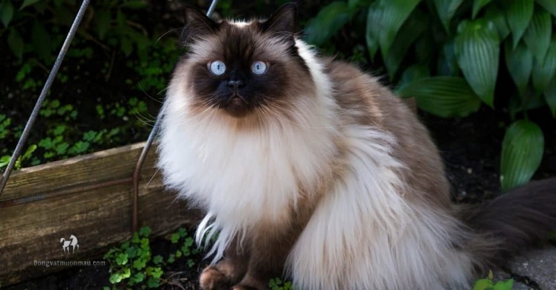 Mèo Anh Lông Dài Màu Hyma: Tổng quan, giá bán, cách chăm sóc 5