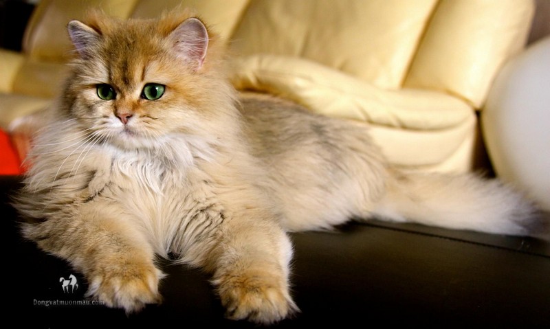 Mèo Anh lông dài màu vàng: Đặc điểm, cách chăm sóc, giá bao nhiêu? 11