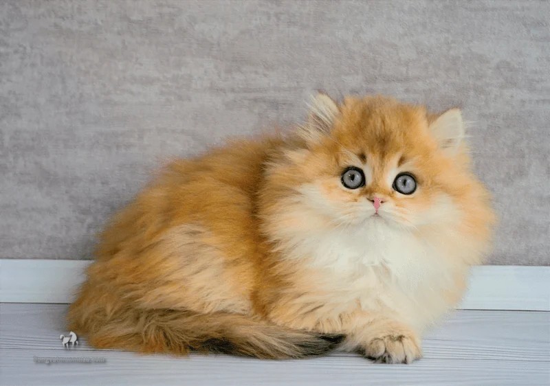 Mèo Anh lông dài màu vàng: Đặc điểm, cách chăm sóc, giá bao nhiêu? 9