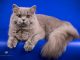 Mèo Anh lông dài màu xám: Tổng quan, chăm sóc, giá bao nhiêu? 21