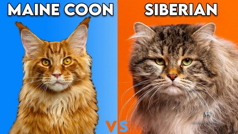 So Sánh Mèo Maine Coon Và Mèo Siberian 9
