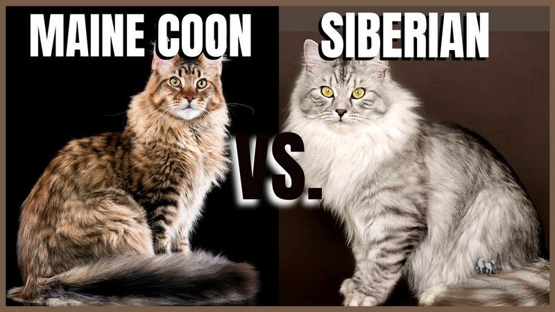 So Sánh Mèo Maine Coon Và Mèo Siberian 7