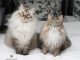So Sánh Mèo Maine Coon Và Mèo Siberian 15