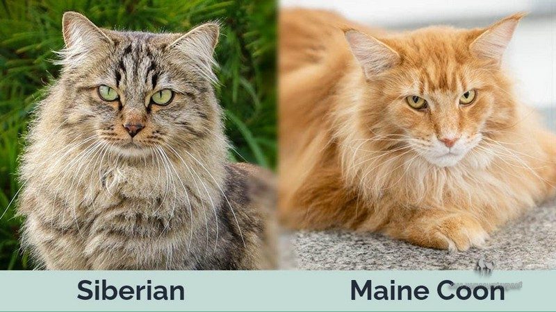 So Sánh Mèo Maine Coon Và Mèo Siberian 3