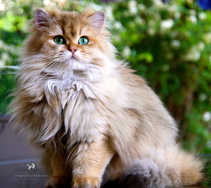 Tuổi thọ mèo Anh lông dài và cách kéo dài tuổi thọ cho chúng 11