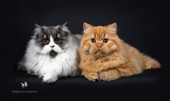 Tuổi thọ mèo Anh lông dài và cách kéo dài tuổi thọ cho chúng 3
