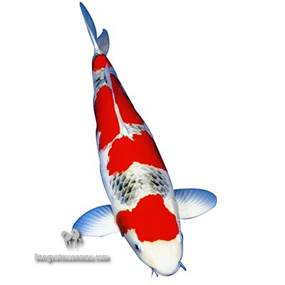 Cá koi Goshiki: Tổng quan và cách chọn cá chuẩn không phải ai cũng biết 7