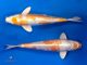 Tìm hiểu về cá koi Hariwake đẹp và cách lựa chọn tuyệt vời 15