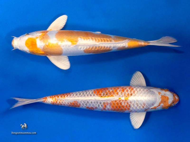 Tìm hiểu về cá koi Hariwake đẹp và cách lựa chọn tuyệt vời 1