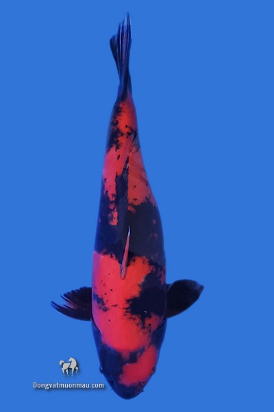 Cá koi Hi Utsuri: Tìm hiểu từ a - z và cách chọn cá đẹp chuẩn chỉnh 7