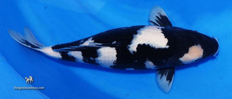 Cá koi Shiro Utsuri: Đặc điểm và cách chọn cá đẹp chuẩn quốc tế 3