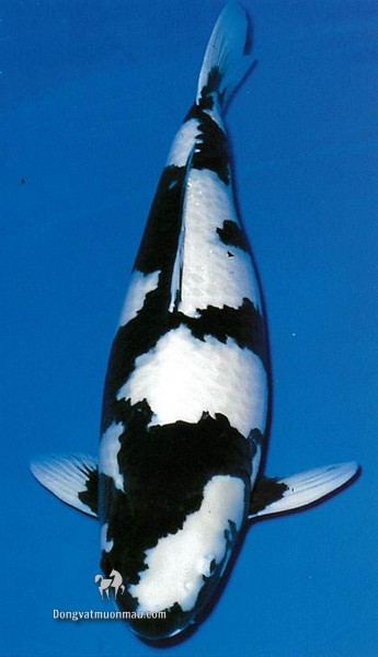 Cá koi Shiro Utsuri: Đặc điểm và cách chọn cá đẹp chuẩn quốc tế 7