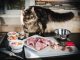 Mèo Maine Coon Ăn Gì? Các Loại Thức Ăn Dinh Dưỡng Cho Mèo Maine Coon 9
