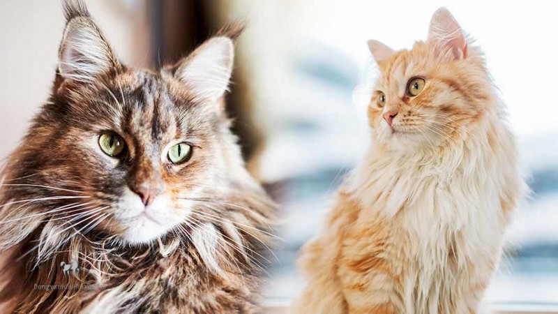 So sánh Mèo Maine Coon Và Mèo Anh Lông Dài 5