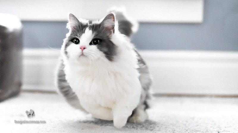 Mèo Munchkin Xám Trắng: Tìm Hiểu Vẻ Đẹp Độc Đáo Của Chúng 7