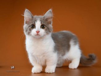 Mèo Munchkin Xám Trắng: Tìm Hiểu Vẻ Đẹp Độc Đáo Của Chúng 91