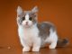 Mèo Munchkin Xám Trắng: Tìm Hiểu Vẻ Đẹp Độc Đáo Của Chúng 13