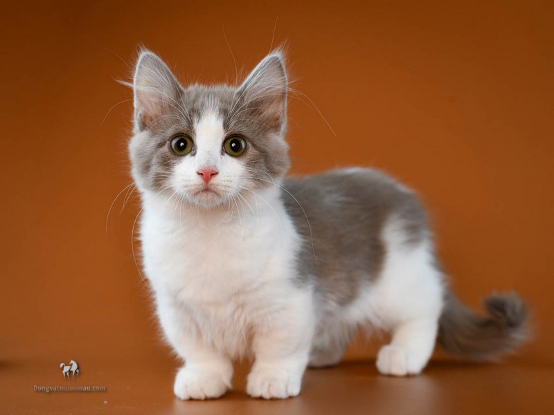 Mèo Munchkin Xám Trắng: Tìm Hiểu Vẻ Đẹp Độc Đáo Của Chúng 3