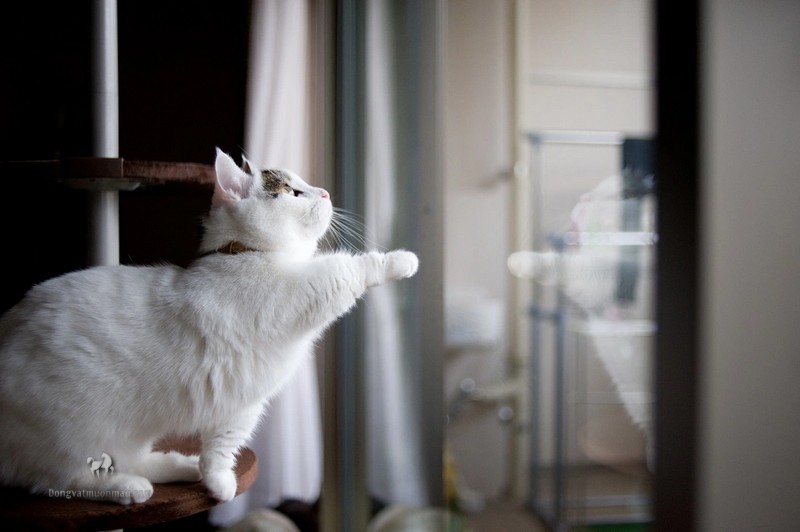 Phối Giống Mèo Munchkin: Quy trình Và Chăm Sóc Sau Khi Phối Giống 7