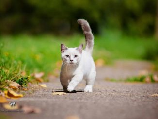 Phối Giống Mèo Munchkin: Quy trình Và Chăm Sóc Sau Khi Phối Giống 107
