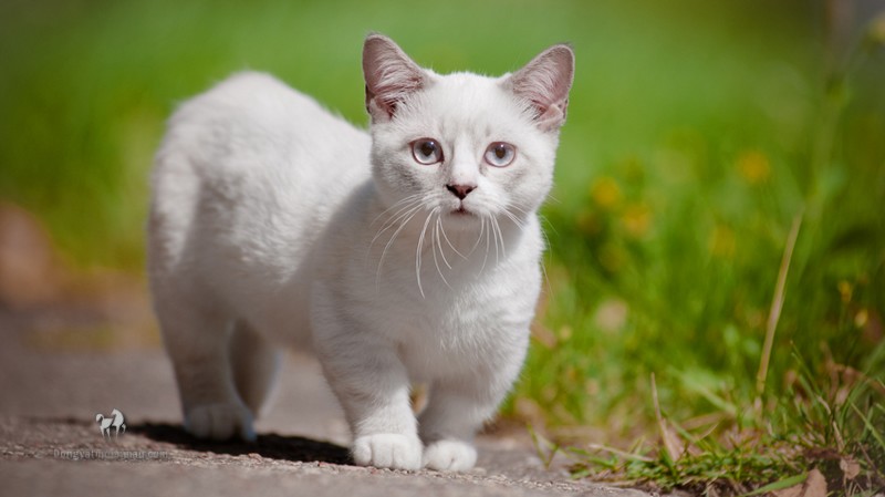 Phối Giống Mèo Munchkin: Quy trình Và Chăm Sóc Sau Khi Phối Giống 3