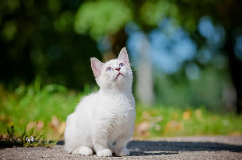 Phối Giống Mèo Munchkin: Quy trình Và Chăm Sóc Sau Khi Phối Giống 1