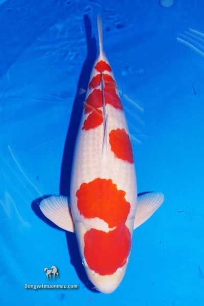 Cá koi kohaku: Tìm hiểu chi tiết từ a-z giống cá Koi siêu đẹp 9