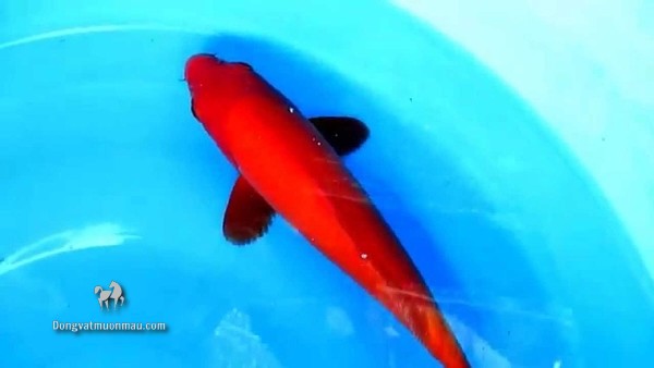 Cá koi kohaku: Tìm hiểu chi tiết từ a-z giống cá Koi siêu đẹp 5