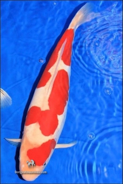 Cá koi kohaku: Tìm hiểu chi tiết từ a-z giống cá Koi siêu đẹp 17