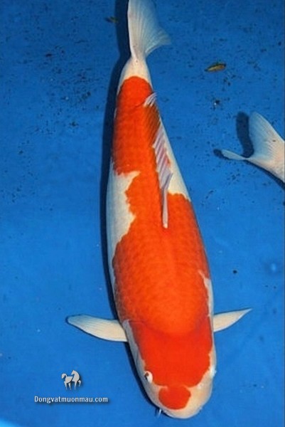 Cá koi kohaku: Tìm hiểu chi tiết từ a-z giống cá Koi siêu đẹp 33