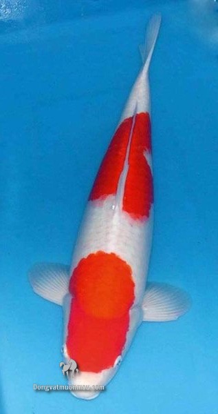 Cá koi kohaku: Tìm hiểu chi tiết từ a-z giống cá Koi siêu đẹp 27