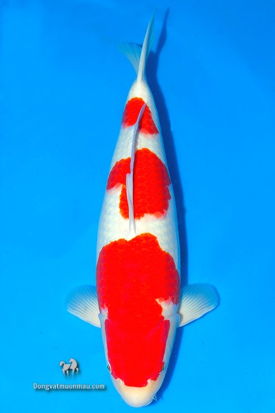 Cá koi kohaku: Tìm hiểu chi tiết từ a-z giống cá Koi siêu đẹp 25