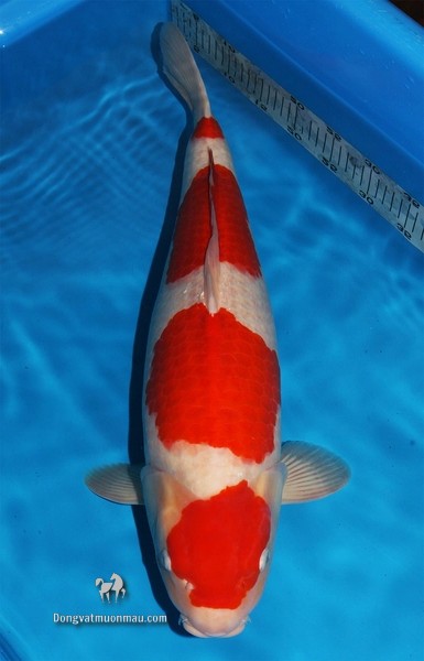 Cá koi kohaku: Tìm hiểu chi tiết từ a-z giống cá Koi siêu đẹp 31