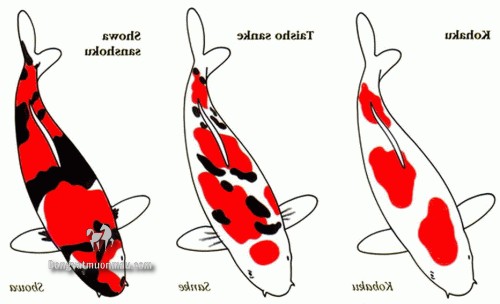 Cá koi kohaku: Tìm hiểu chi tiết từ a-z giống cá Koi siêu đẹp 1