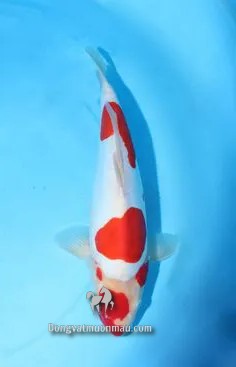 Cá koi kohaku: Tìm hiểu chi tiết từ a-z giống cá Koi siêu đẹp 13