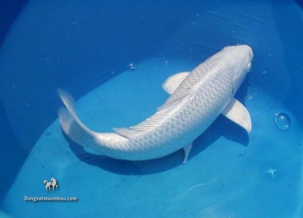 Cá koi kohaku: Tìm hiểu chi tiết từ a-z giống cá Koi siêu đẹp 7