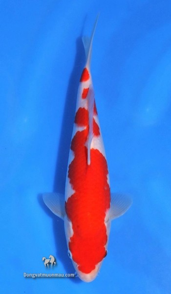 Cá koi kohaku: Tìm hiểu chi tiết từ a-z giống cá Koi siêu đẹp 21