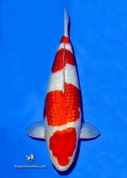 Cá koi kohaku: Tìm hiểu chi tiết từ a-z giống cá Koi siêu đẹp 19