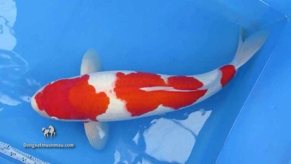 Cá koi kohaku: Tìm hiểu chi tiết từ a-z giống cá Koi siêu đẹp 3