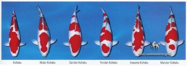 Cá koi kohaku: Tìm hiểu chi tiết từ a-z giống cá Koi siêu đẹp 15
