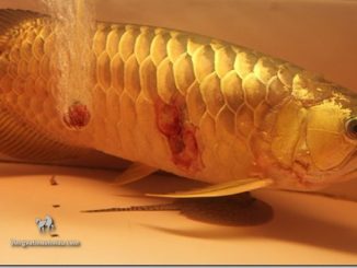 Cá Rồng bị xuất huyết vảy: Nguyên nhân, biểu hiện và cách phòng trị 79