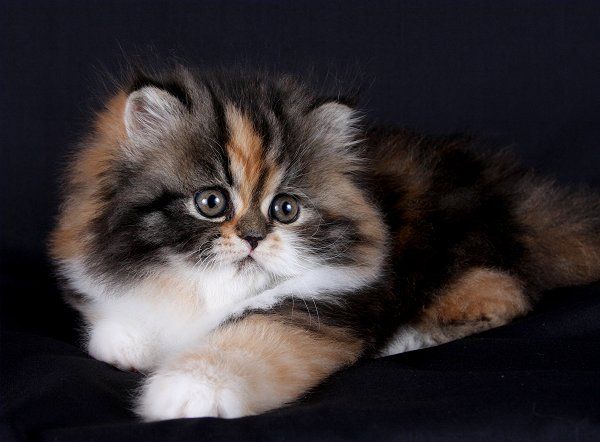 Mèo Anh lông ngắn tam thể tricolor : Chi tiết, giá bán, cách chăm sóc 29